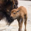 Samice bizona amerického Žiletka přivedla na svět svého pátého potomka. Petr Hamerník, Zoo Praha