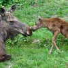 Své třetí mládě porodila v pondělí samice losa evropského Šárka. Petr Hamerník, Zoo Praha