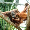 Orangutan Gempa se svou nevlastní sestrou Diri. Petr Hamerník, Zoo Praha