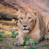 Samice lva indického Jennifer. Foto: Jaroslav Šimek, Zoo Praha