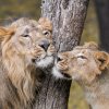 Samec lva indického Jamvan s Gini. Foto: Jaroslav Šimek, Zoo Praha