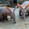 Samice hrabáče kapského Kvída s mladým Kitem. Foto: Petr Hamerník, Zoo Praha