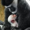 Na fotografii krmí samice Lomela svého šestého potomka. Foto: Petr Hamerník, Zoo Praha 