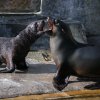 Malý lachtan chodí dopoledne do venkovního bazénu, kde dovádí se svou dvouletou sestrou Wendy (na fotografii vpravo). Foto: Petr Hamerník, Zoo Praha