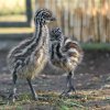 Týden stará mláďata emu hnědého jsou odvážná a zkoumají své okolí. Foto: Petr Hamerník, Zoo Praha