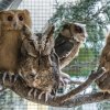 Výrečcci filipínští jsou v rámci Evropy k vidění pouze v pražské zoo. Foto: Petr Hamerník, Zoo Praha 