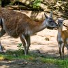 Lamy guanako přestávají být v zoologických zahradách běžně k vidění, právě proto narození letošního mláděte udělalo chovatelům velikou radost. Foto: Petr Hamerník, Zoo Praha