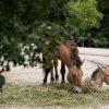 V pražské zoo proběhne mongolsky laděný Víkend s koněm Převalského. Foto: Petr Josek, Zoo Praha