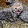 Dvacet dní staré gepardí mládě, které se narodilo 21. listopadu. Foto: Petr Hamerník, Zoo Praha
