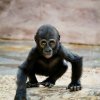 Moja se narodila 13. prosince 2004 samici Kijivu a samci Richardovi. Jméno Moja znamená ve svahilštině „první“. Foto: Khalil Baalbaki, Zoo Praha
