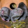 Mláďata rypošů obřích se narodila letos 6. října. Foto: Petr Hamerník, Zoo Praha