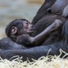 Samice gorily nížinné Shinda porodila svého prvního potomka. Miroslav Bobek, Zoo Praha