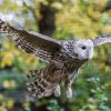 Nejstarší sova pražské zoo je samec puštíka bělavého. Na konci tohoto roku by mohl oslavit 26. narozeniny. Foto: Petr Hamerník, Zoo Praha