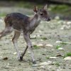 Sameček sambara ostrovního se narodil 13. listopadu. Foto: Petr Hamerník, Zoo Praha
