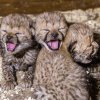 Čtyřčata gepardů se narodila letos 21. listopadu. Foto: Petr Hamerník, Zoo Praha