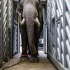 Mekong míří do chovné skupiny v Zoo Amsterdamu. Foto: Petr Hamerník, Zoo Praha