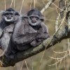 Alangalang s Flipem si na venkovní expozici zvykli velmi rychle. Foto: Petr Hamerník, Zoo Praha