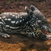 Zbarvení mláďat tapírů čabrakových je v hustém podrostu v přírodě výborným maskováním. Foto: Petr Hamerník, Zoo Praha 