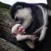 Mládě guerézy pláštíkové připomíná krátkou bílou srstí malého beránka, postupně začne tmavnout. Foto: Petr Hamerník, Zoo Praha