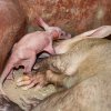 Malý hrabáč v pátém dni života. Foto: Miroslav Bobek, Zoo Praha