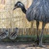 O mláďata emu se v pražské zoo stará jejich otec Emil. Foto: Petr Hamerník, Zoo Praha