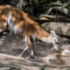 Samičce se daří velmi dobře a návštěvníci ji mohou vidět dovádět ve venkovním výběhu. Foto: Petr Hamerník, Zoo Praha