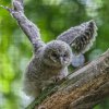 Tři mláďata puštíka bělavého se narodila tři dny po sobě - 14., 15. a 16. dubna. Foto: Petr Hamerník, Zoo Praha