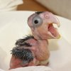 Mláďata kakadu palmových vypadají velmi bizarně. Foto: Antonín Vaidl, Zoo Praha