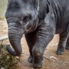 Sita je sice stále závislá na své matce, ale pomalu se začíná učit větší samostatnosti. Foto: Miroslav Bobek, Zoo Praha