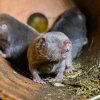 Hlodáky rypošům obřím umožňují prokousávat si cestu zemí, aniž by se jim dostala hlína do tlamy. Foto: Petr Hamerník, Zoo Praha