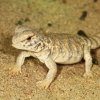 Mládě trnorepa mezopotámského, kterého se pražské zoo podařilo rozmnožit jako první zoo na světě. Foto: Petr Velenský, Zoo Praha 