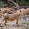 Samice lva indického, obě narozené na jaře 2012, se jmenují Gini a Jennifer. Foto: Miroslav Bobek, Zoo Praha