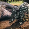 Nápadný chobůtek používají tapíři podobně jako sloni – k trhání rostlinné potravy, jako orgán jemného čichu i k dýchání při pobytu ve vodě a bažinách. Foto: Petr Hamerník, Zoo Praha