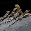 V expozici Kattakum žije pohromadě celkem celkem osm druhů středoasijských ještěrů, včetně agemy stepní a turkestánské. Foto: Petr Hamerník, Zoo Praha