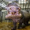 Pravidelný „čistící rituál“ si Slávek náramně užívá. Foto: Petr Hamerník, Zoo Praha.