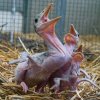 Doposud pražská zoo odchovala pod rodiči či pěstouny celkem 25 mláďat čápa marabu, díky tomuto počtu se pyšní evropským unikátem. Foto: Petr Hamerník, Zoo Praha. 