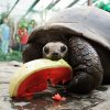 Obyvateli Pavilonu velkých želv jsou želvy obrovské a sloní, dále pak varani a malé druhy želv. Foto: Tomáš Adamec, Zoo Praha