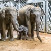 Slonice Tamara se dnes setkala s Janitiným mládětem, seznámení proběhlo velmi přátelsky. Petr Hamerník, Zoo Praha