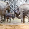 Malá Sita měla o Janitino slůně velký zájem. Petr Hamerník, Zoo Praha