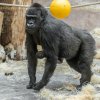 Mládě dostává od Shindy tvrdou školu. Petr Hamerník, Zoo Praha.