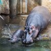 Malého hrocha obojživelného čekají v sobotu křtiny. Foto: Václav Šilha, Zoo Praha