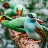 Modré mládě krasky krátkoocasé jávské se svým rodičům zbarvením zatím moc nepodobá. Foto: Miroslav Bobek, Zoo Praha