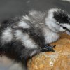 Jedno z letošních mláďat. Odchov kachniček obojkových se zařadil mezi letošních top 5 ptačích odchovů pražské zoo. Foto: Antonín Vaidl, Zoo Praha