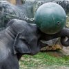 Nové interaktivní hračce věnuje pozornost nejvíc Janita. Foto: Petr Hamerník, Zoo Praha.
