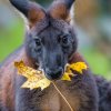 Samec klokana horského v podzimních dnech. Foto: Petr Hamerník, Zoo Praha