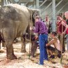 Janita byla při porodu uvázaná. Miroslav Bobek, Zoo Praha