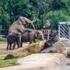 Unikátní záběr Mekongova – snad úspěšného – pokusu o páření Donny zachycený mobilním telefonem. Foto: Jaroslav Šimek, Zoo Praha