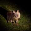 Pražská zoo připravila na srpen tradiční Večerní prohlídky s průvodcem, při kterých lze vidět například aktivní hyeny. Foto: Tomáš Adamec, Zoo Praha