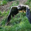 Tříměsícní mláďata supa mrchožravého se učí letecké akrobacii. Foto: Petr Hamerník, Zoo Praha