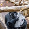 Na Richarda čekalo narozeninové přání, napsané na jedlém cukrářském papíře cukrářskými fixami s různými příchutěmi. Foto: Petr Hamerník, Zoo Praha